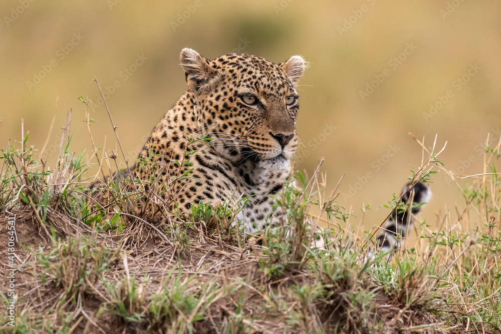 Africa, Tanzania, Serengeti National Park. Close-up of leopard resting. Africa, Tanzania, Serengeti National Park. Close-up of leopard resting.