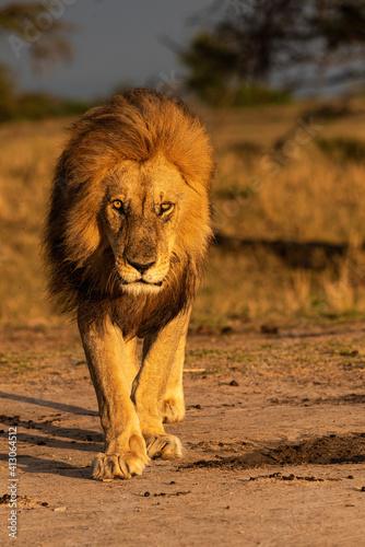 Africa, Tanzania, Serengeti National Park. Male lion close-up.