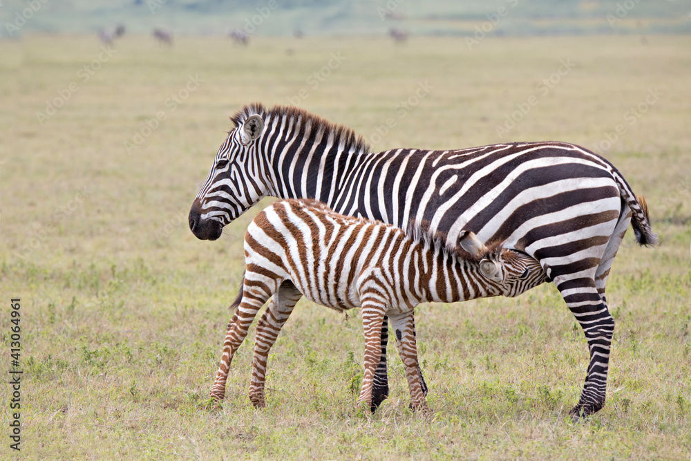 Naklejka premium Africa, Tanzania, Ngorongoro Crater. Burchell's or common zebra (Equus burchellii) with nursing foal