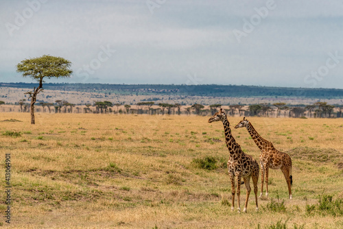 Africa, Tanzania, Serengeti National Park. Giraffes on plain.