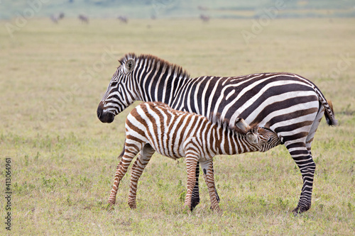Africa  Tanzania  Ngorongoro Crater. Burchell s or common zebra  Equus burchellii  with nursing foal