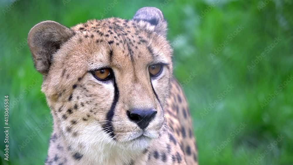 Close up portrait of cheetah in wild life nature habitat. Feline animals of Africa. Dangerous predator hunting. Concept of wildlife Close up portrait of cheetah in wild life nature habitat. Feline animals of Africa. Dangerous predator hunting. Concept of wildlife