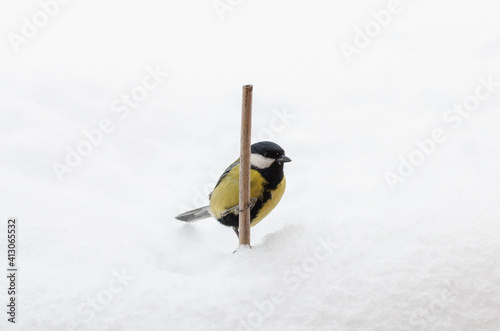 Bird tit perched on a bamboo stick in the snow.