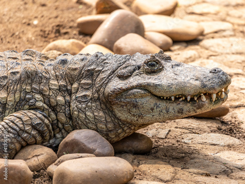 Alligator sunbathing on the grass