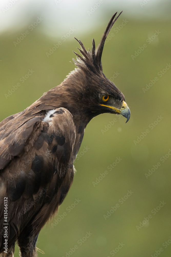 Fototapeta premium Africa, Tanzania, Ngorongoro Conservation Area, Long- Crested Eagle (Lophaetus occipitalis) stands perched on dead tree branch on Ndutu Plains