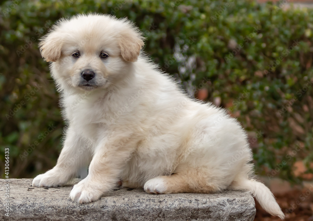 white puppy sitting on bench outside. puppy with fluffy fur. portrait of rescue pup.
