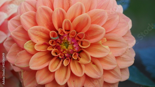 red dahlia flower