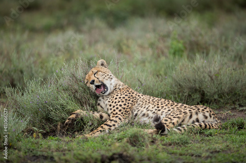 Tanzania, Ngorongoro Conservation Area, Adult Cheetah (Acinonyx jubatas) yawns while resting on green bushes at start of rainy season on Ndutu Plains