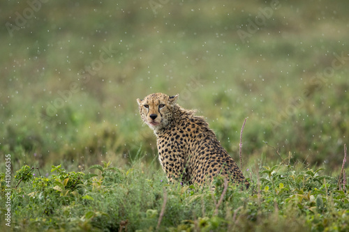 Tanzania, Ngorongoro Conservation Area, Adult Cheetah (Acinonyx jubatas) resting after hunt in heavy rain shower on Ndutu Plains