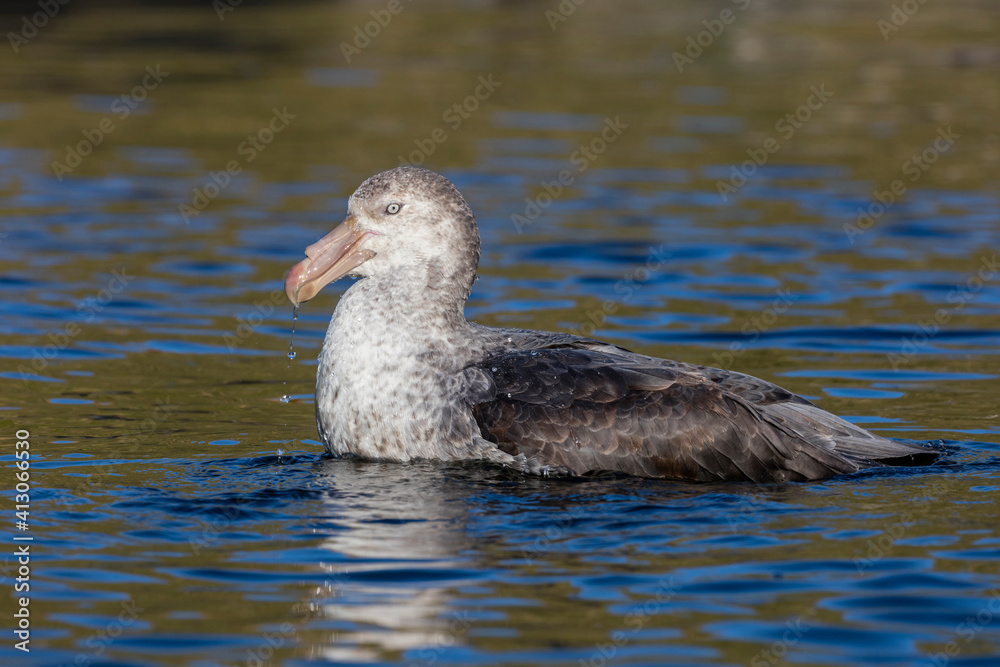 South Georgia Island, Godthul. Giant petrel swims in the water. South Georgia Island, Godthul. Giant petrel swims in the water.