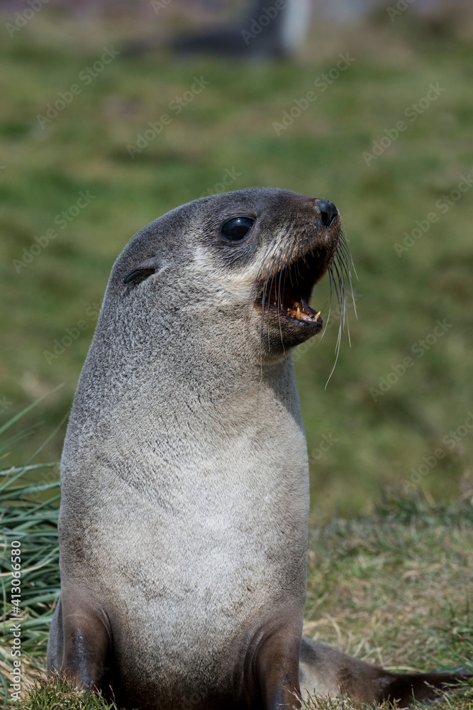 Fototapeta premium British Overseas Territory, South Georgia, Grytviken. Antarctic fur seals.