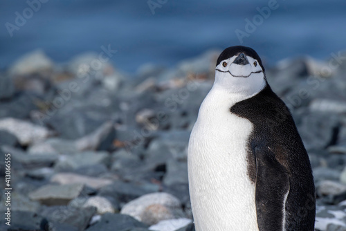 Antarctica  South Shetland Islands. Half Moon Bay at Half Moon Island. Lone Chinstrap penguin on rocky beach.