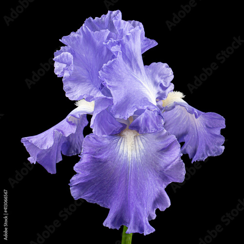 Fototapeta Naklejka Na Ścianę i Meble -  Violet flower of iris, isolated on black background