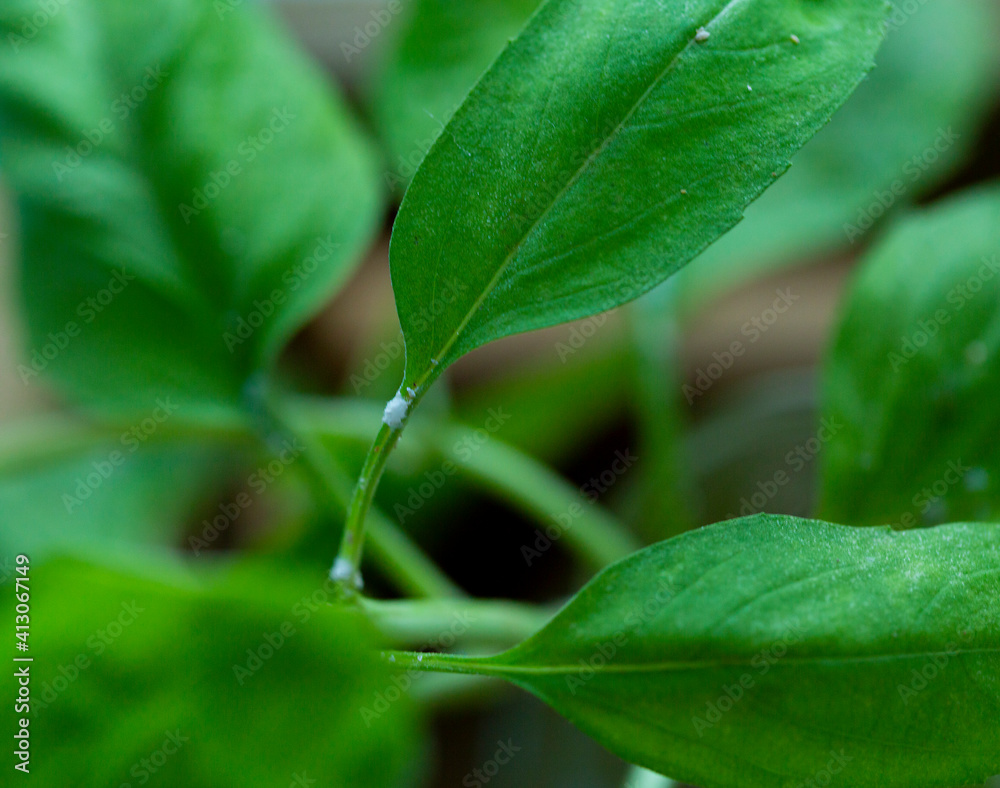 the disease of flowers. basil affected by flower disease on the leaves and stems white bloom from flower disease the disease of flowers. basil affected by flower disease on the leaves and stems white bloom from flower disease
