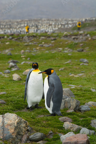 South Georgia. Saint Andrews. King penguin  Aptenodytes patagonicus  pair.