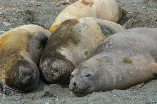 South Georgia. Saint Andrews. Southern elephant seals (Mirounga leonina)