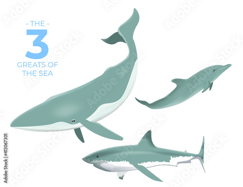 the 3 greats of the sea Blue Whale, Dolphin and White Shark