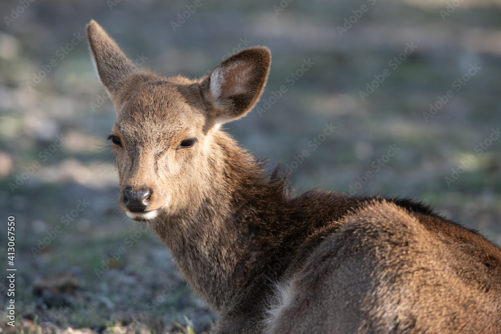 Fototapeta premium Red deer in the Forrest 