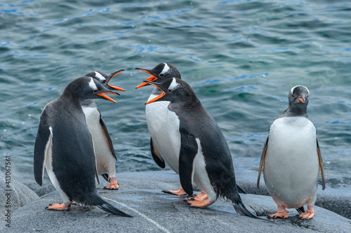 Antarctica  Antarctic Peninsula  Booth Island. Gentoo penguins socializing.