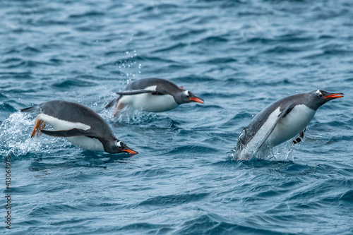 South Georgia Island  Cooper Bay. Gentoo penguins porpoising.