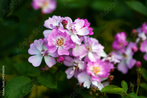 Harkness Yesterday Rose with small pink flat flowers, stock photo