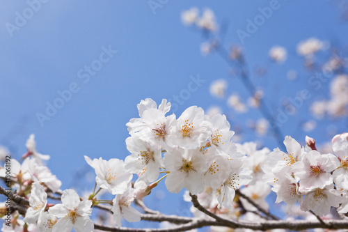 国分城山公園 青空を背景に桜 