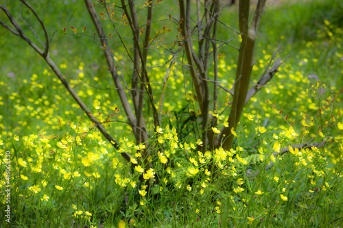 春、野に咲くキンポウゲをソフトイメージに写す 