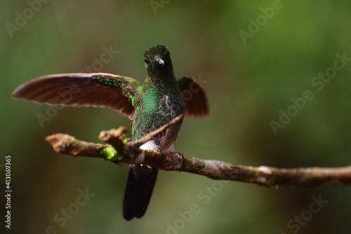 Hummingbird in Colombia