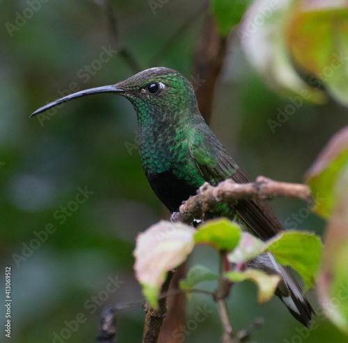 Hummingbird in Colombia