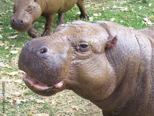 pygmy hippopotamus close-up