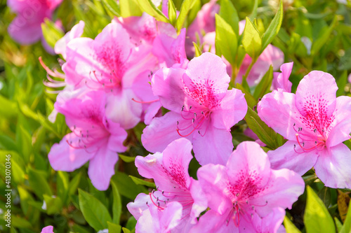 ツツジ
うららかな春の季節
ぼんやりイメージ公園の花
日本・熊本県菊池郡大津町昭和園2020年4月
Azalea
The balmy spring season
Vague image park flowers
Showaen, Ozu Town, Kikuchi District, Kumamoto Prefecture, Japan April 2020 photo