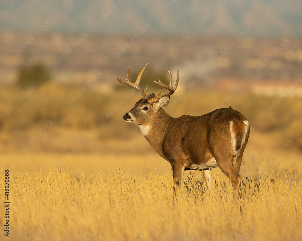 Whitetail Deer Buck Whitetail Deer Buck