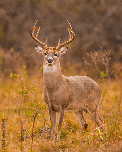Whitetail Deer Buck portrait