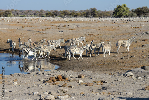 Herd of zebras around a waterhole in Etosha National Park, Namibia.