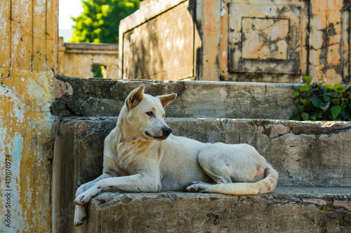 Myanmar. Mandalay. Mingun. Local dog rests in the shade.