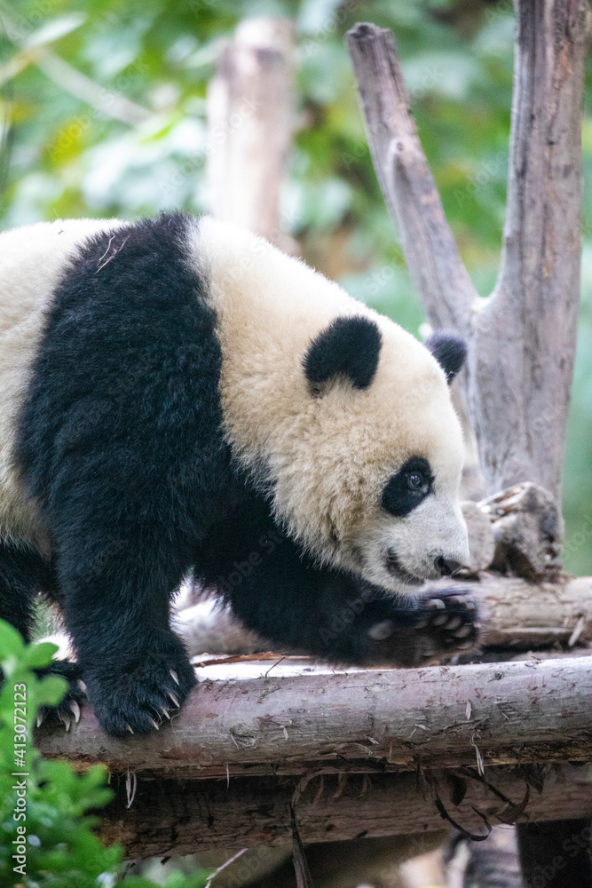Fototapeta premium Asia, China, Sichuan Province, Cheng Du, Giant Panda