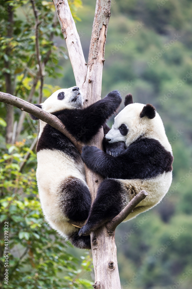 Obraz premium Asia, China, Wolong, Giant Panda, Part of the UNESCO Man and Biosphere Reserve Network