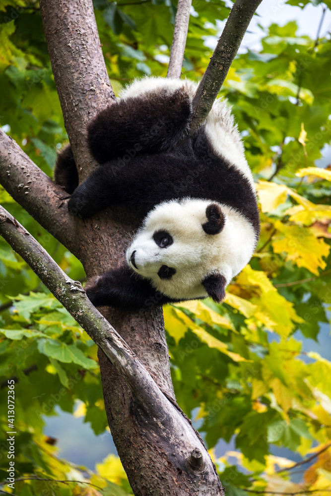 Asia, China, Wolong, Giant Panda, Part of the UNESCO Man and Biosphere Reserve Network Asia, China, Wolong, Giant Panda, Part of the UNESCO Man and Biosphere Reserve Network
