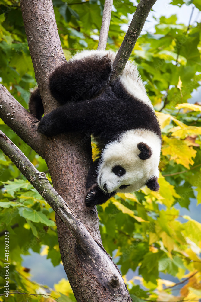 Obraz premium Asia, China, Wolong, Giant Panda, Part of the UNESCO Man and Biosphere Reserve Network