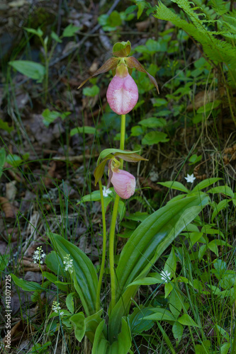 Pink Lady's Slipper, Moccasin Flower, an orchid