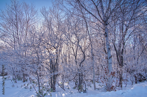 木立を通して朝陽の輝く冬の朝の森。