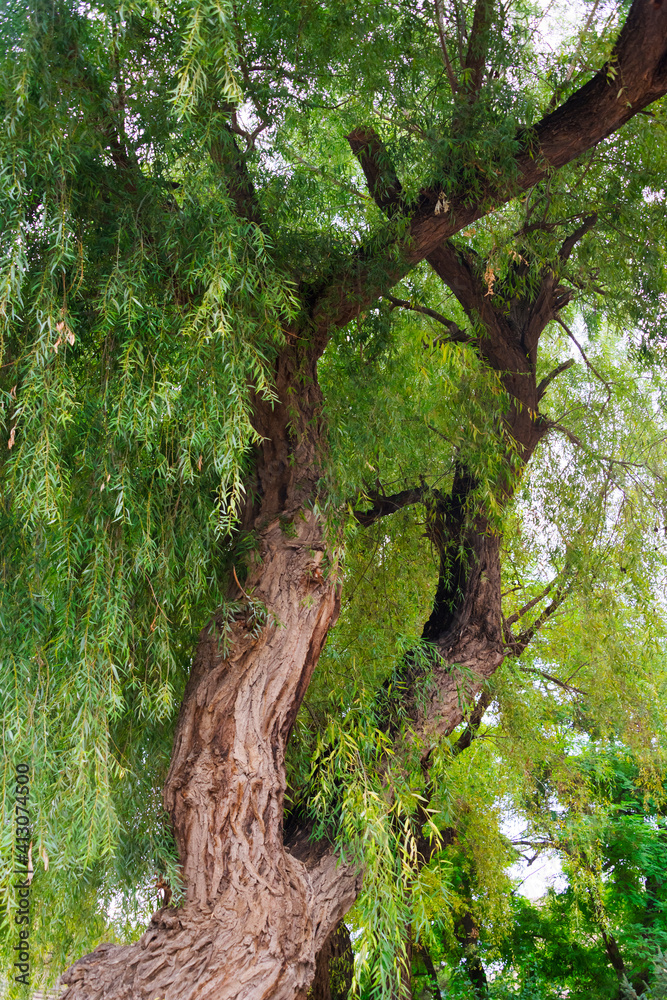Willow tree, Dafo (Great Buddha) Temple, Zhangye, Gansu Province, China Willow tree, Dafo (Great Buddha) Temple, Zhangye, Gansu Province, China