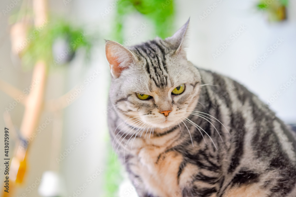 カメラ目線の猫 カメラ目線の猫
