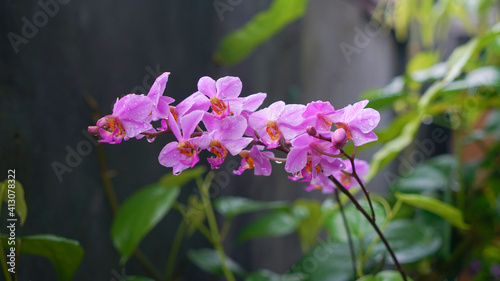 purple orchid flower, after the rain, fresh and beautiful 