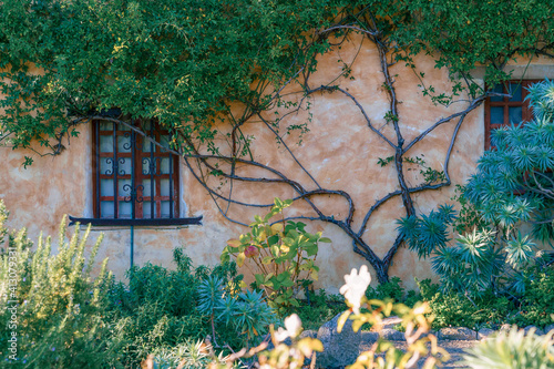  Garden, vine, and weathered walls of the facade at the Carmel Mission. Mission San Carlos Borromeo de Carmelo in Carmel-by-the -Sea, California, USA photo