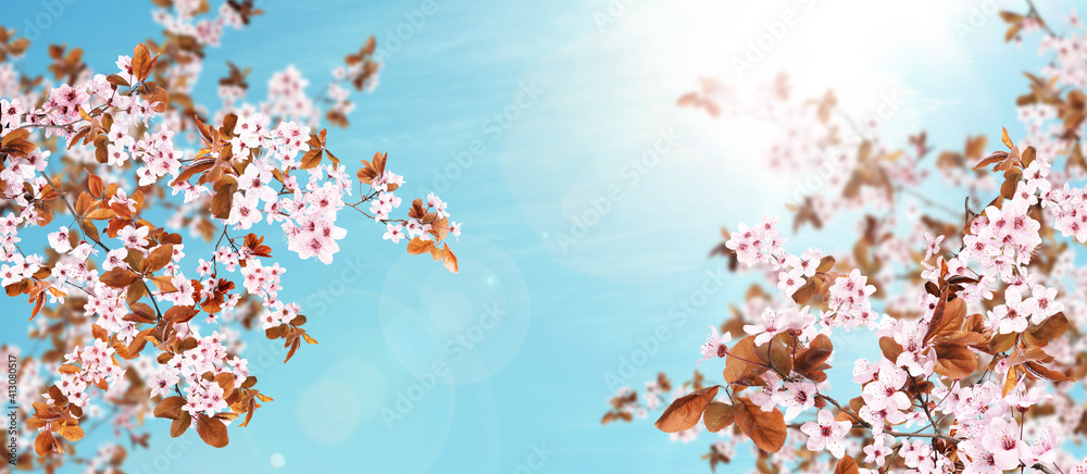 Amazing spring blossom. Tree branches with beautiful flowers outdoors on sunny day, banner design