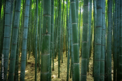 Papier peint Full Frame Shot Of Bamboos