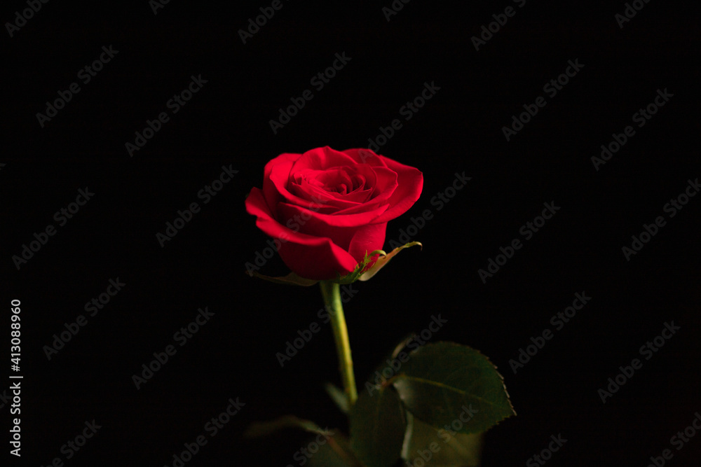 red rose on black background red rose on black background
