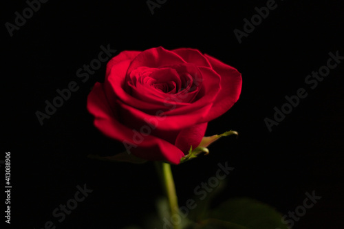 Fototapeta Naklejka Na Ścianę i Meble -  red rose on black
