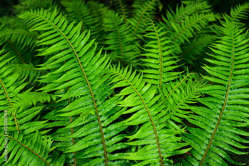 Frame filling green ferns seen in close up detail